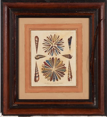 Lot 50 - After Albertus Seba (1665-1736)