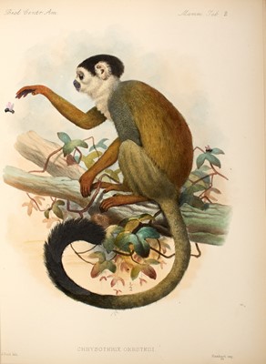 Lot 69 - With plates including manatees and monkeys