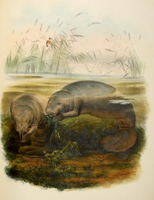 Lot 69 - With plates including manatees and monkeys