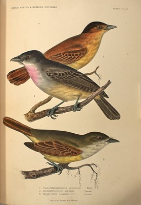 Lot 72 - Birds of the Boundary