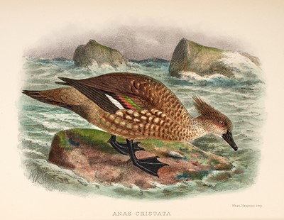 Lot 77 - Crawshay on the The Birds of Tierra del Fuego
