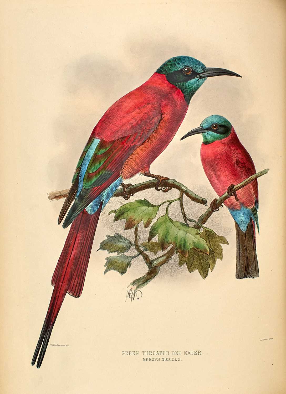 Lot 79 - Dresser's monograph of the Bee-eaters, with fine plates by Keulemans