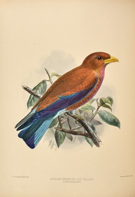 Lot 80 - Dresser's beautifully illustrated work on the rollers