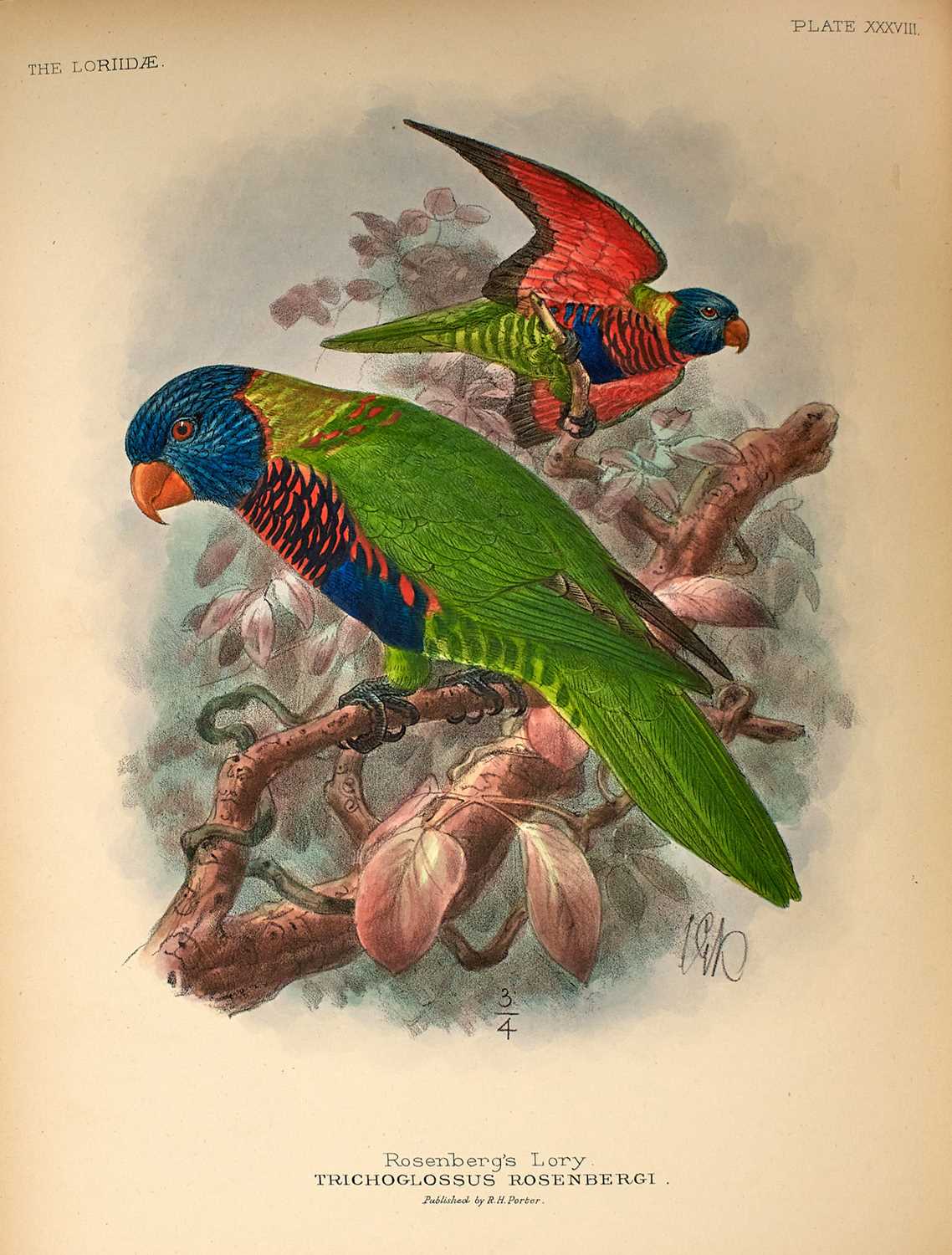 Lot 92 - Keulemans' Parrots are considered his finest work