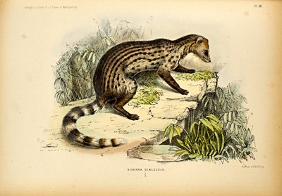 Lot 93 - Recherches sur la Faune de Madagascar et de ses Dépendances