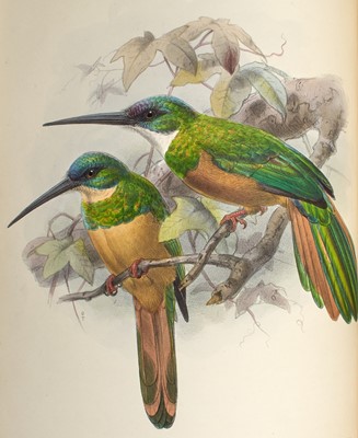 Lot 98 - Sclater's classic on these insect-eating birds of Central and South America