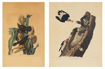 Lot 108 - After John James Audubon (1785-1851)