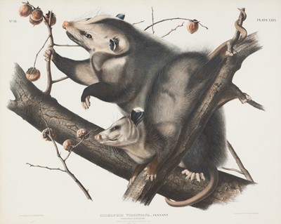 Lot 117 - After John James Audubon (1785-1851)