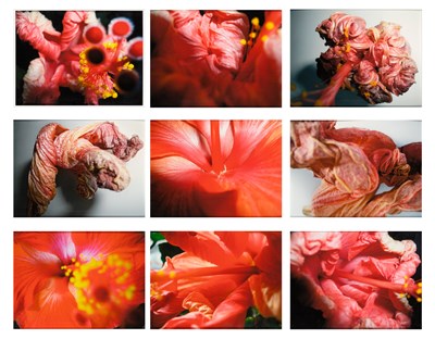Lot 666 - Vera Lutter: Samar Hussein, 9/1/2003