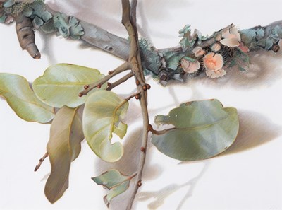 Lot 552 - Mary Ann Currier