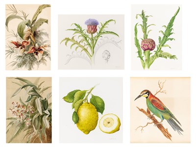 Lot 65 - Group of Six Botanical and Bird Paintings