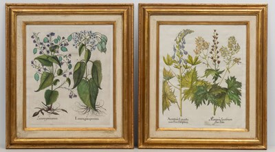 Lot 1038 - Basilius Besler (1561-1629)