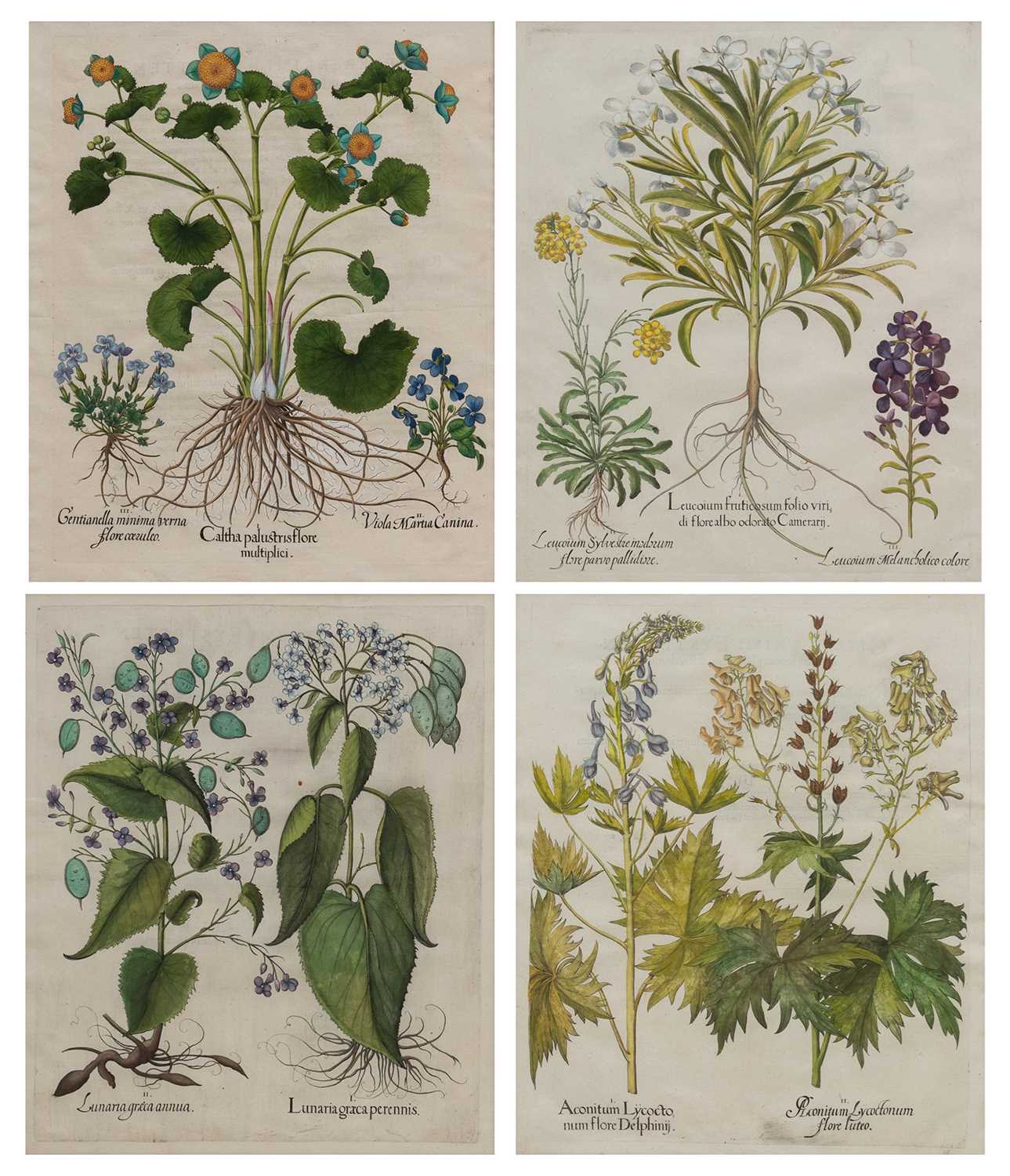 Lot 1038 - Basilius Besler (1561-1629)