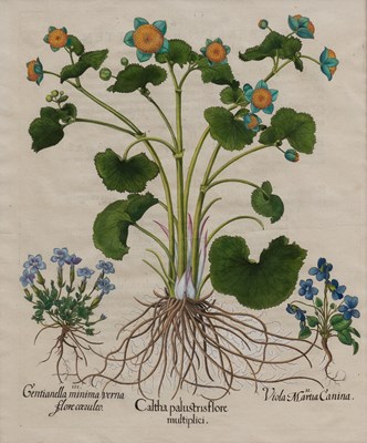 Lot 1038 - Basilius Besler (1561-1629)