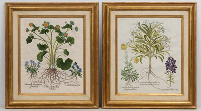 Lot 1038 - Basilius Besler (1561-1629)