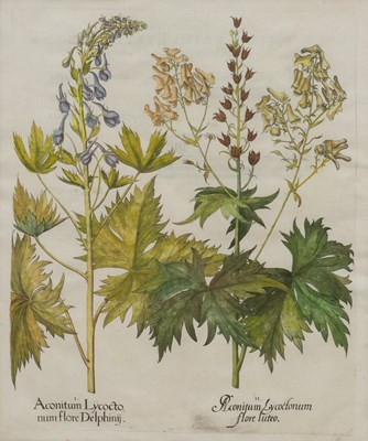 Lot 1038 - Basilius Besler (1561-1629)