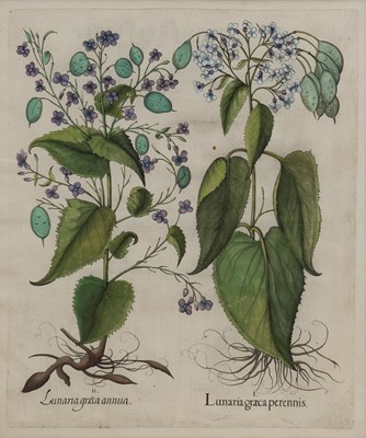 Lot 1038 - Basilius Besler (1561-1629)