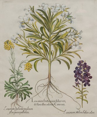 Lot 1038 - Basilius Besler (1561-1629)