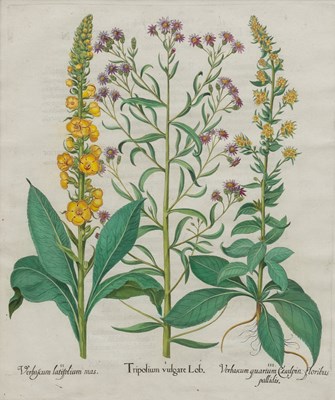 Lot 1039 - Basilius Besler (1561-1629)