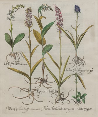 Lot 1039 - Basilius Besler (1561-1629)