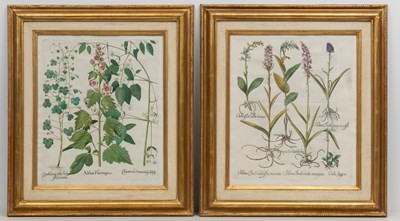 Lot 1039 - Basilius Besler (1561-1629)