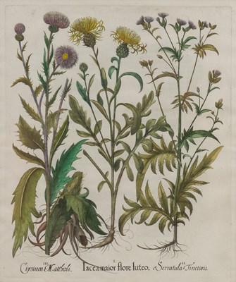 Lot 1039 - Basilius Besler (1561-1629)