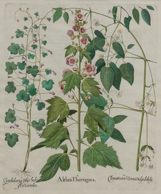 Lot 1039 - Basilius Besler (1561-1629)
