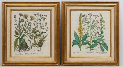 Lot 1039 - Basilius Besler (1561-1629)
