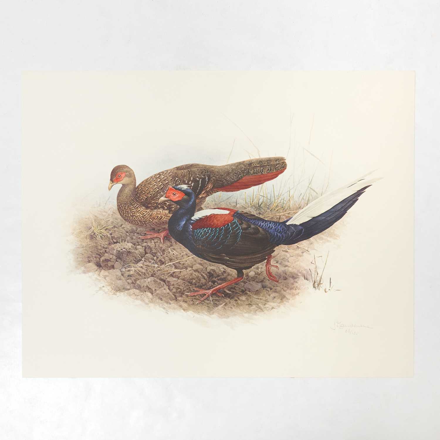 Lot 83 - Set of Limited Edition Prints for The Rare Bird of China by Fenwick Lansdowne