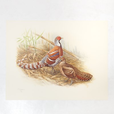Lot 83 - Set of Limited Edition Prints for The Rare Bird of China by Fenwick Lansdowne