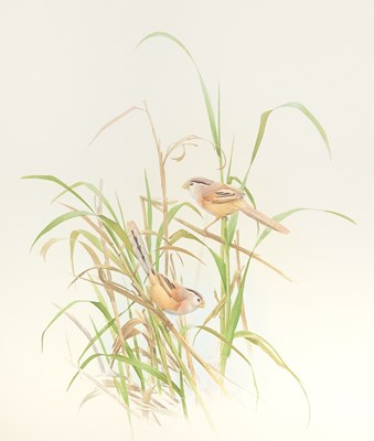 Lot 204 - Set of Limited Edition Prints for The Rare Bird of China by Frederick Lansdowne