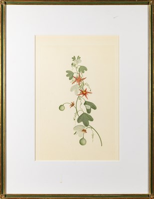 Lot 257 - A partial set of Banks' Florilegium
