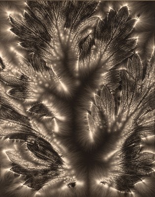 Lot 166 - Walter Chappell Meta-Flora, 1970s