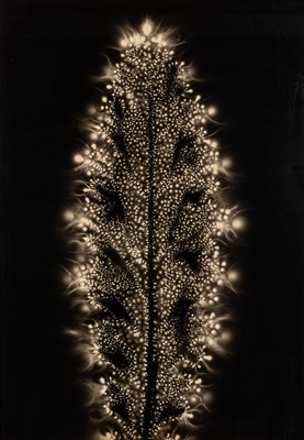 Lot 165 - Walter Chappell Meta-Flora, 1970s