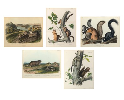 Lot 9 - After John James Audubon (1785-1851)