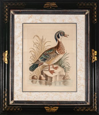 Lot 72 - George Edwards (1694-1773)