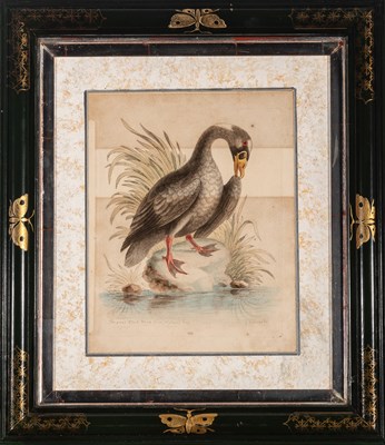 Lot 72 - George Edwards (1694-1773)