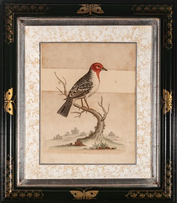 Lot 72 - George Edwards (1694-1773)