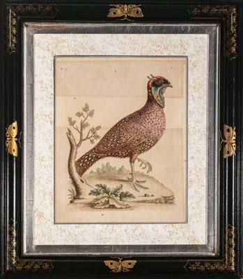 Lot 72 - George Edwards (1694-1773)
