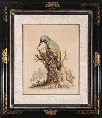 Lot 72 - George Edwards (1694-1773)