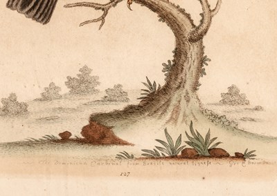 Lot 72 - George Edwards (1694-1773)