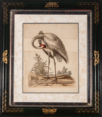 Lot 72 - George Edwards (1694-1773)