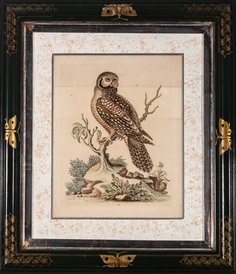 Lot 72 - George Edwards (1694-1773)