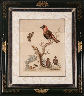 Lot 72 - George Edwards (1694-1773)