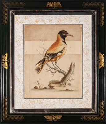 Lot 72 - George Edwards (1694-1773)