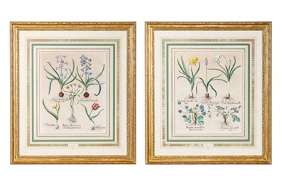 Lot 83 - Basilius Besler (1561-1629)