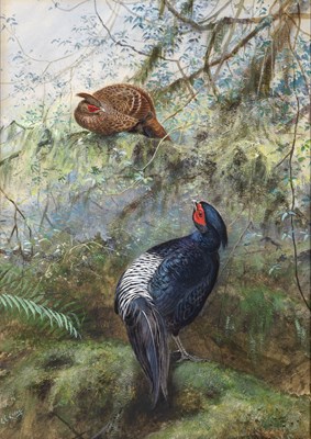 Lot 528 - George Edward Lodge