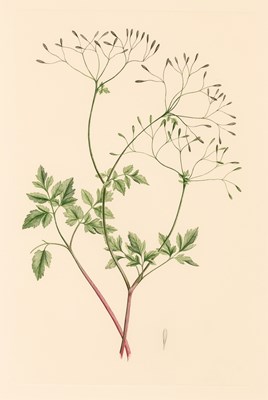 Lot 166 - A Complete Set of Banks' Florilegium