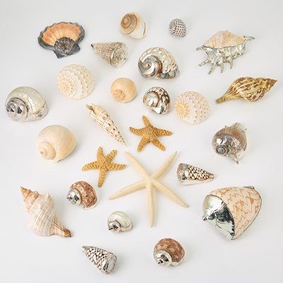 Lot 540 - Group of Natural Seashells