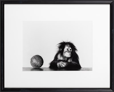 Lot 58 - Irving Penn, Young Orangutan and Coconut, New York, Oct 12, 2004